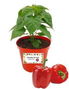 Peperone rosso innestato (vaso diametro 14)