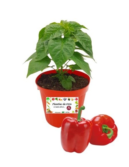 Peperone rosso innestato (vaso diametro 14)