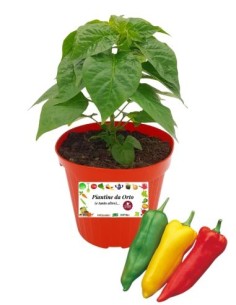 Peperone corno innestato (vaso diametro 14)