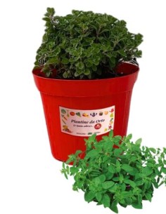 Maggiorana vaso diametro 14