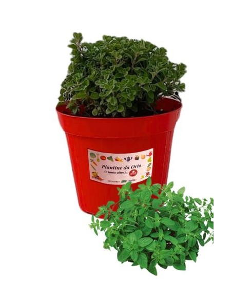 Maggiorana vaso diametro 14