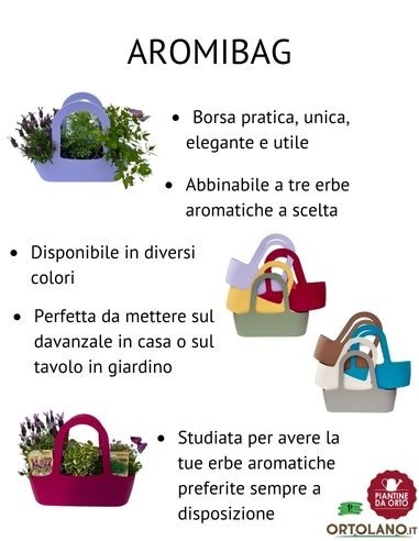 Maggiorana vaso diametro 14