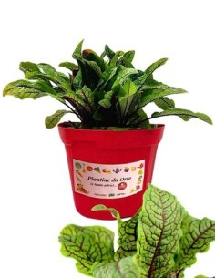 Acetosa vaso diametro 14