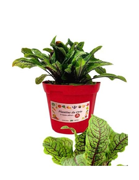 Acetosa vaso diametro 14