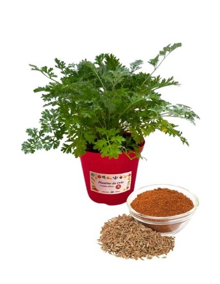 Cumino vaso diametro 14