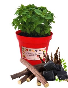 Liquirizia vaso diametro 14