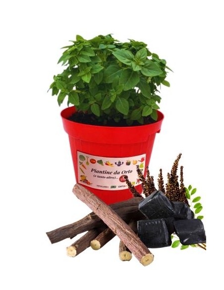 Liquirizia vaso diametro 14