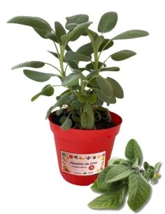 Salvia vaso diametro 14