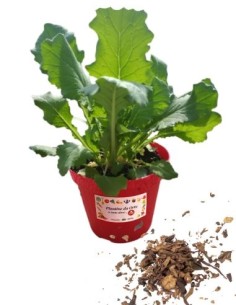 Tabacco vaso diametro 14