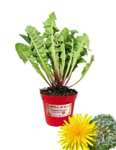 Tarassaco vaso diametro 14