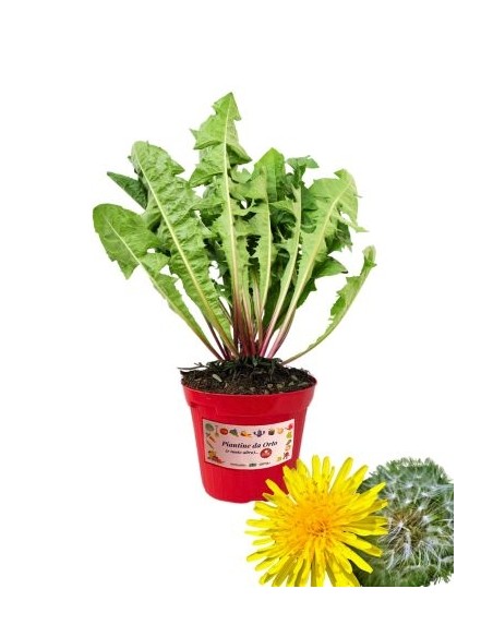 Tarassaco vaso diametro 14