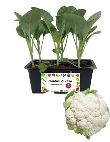 Broccolo verona medio precoce pack da 6 piante