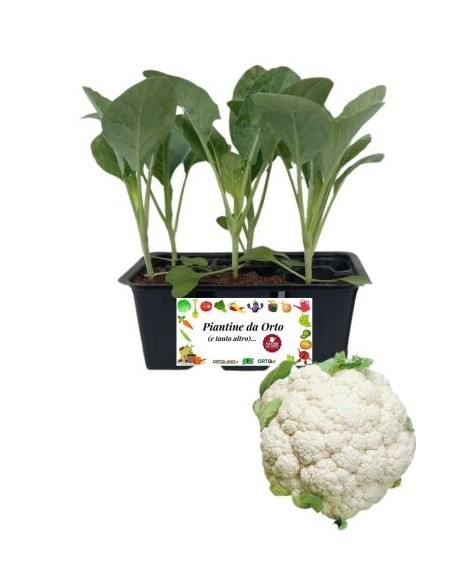 Broccolo verona medio precoce pack da 6 piante