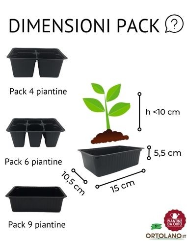 Broccolo verona medio precoce pack da 6 piante