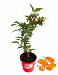 Peperoncino Habanero orange vaso diametro 14