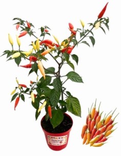 Peperoncino piccante Tabasco vaso diametro 14