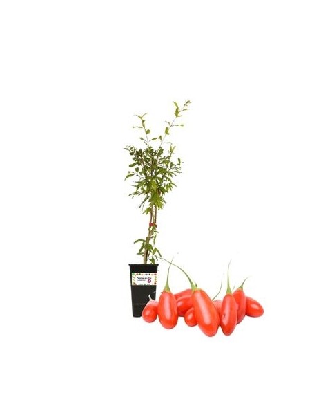 Goji