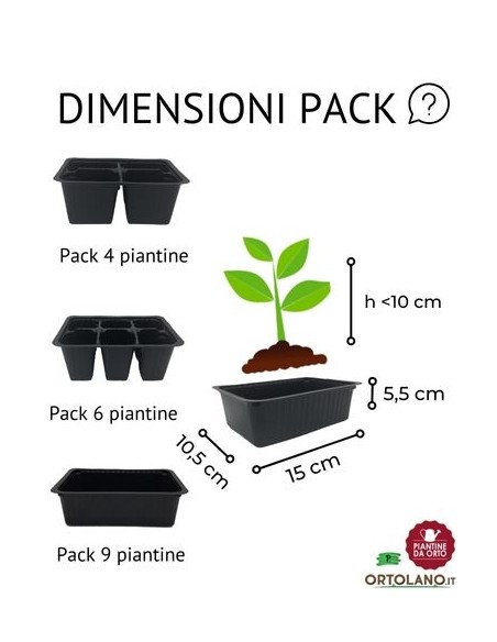 Broccolo verona tardivo pack da 6 piante