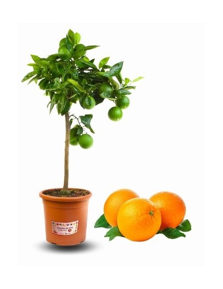 Pianta di Arance