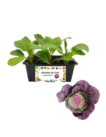 Cavolo verza moretta pack da 6 piante