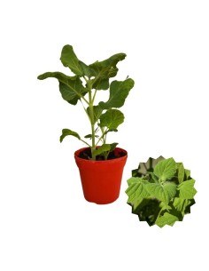 Salvia brasiliana vaso diametro 14