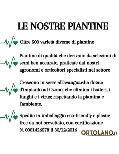 Salvia brasiliana vaso diametro 14