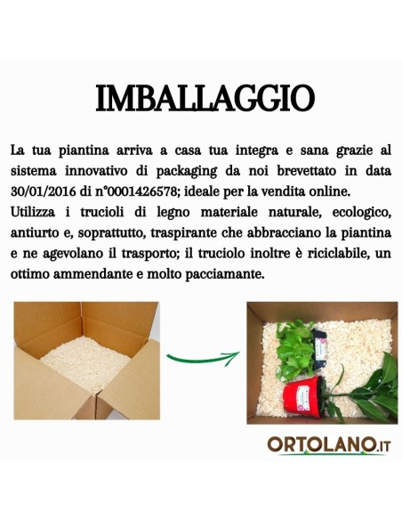 Salvia brasiliana vaso diametro 14