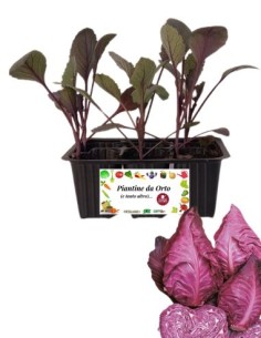 Cappuccio Rosso a Punta pack da 6 piante