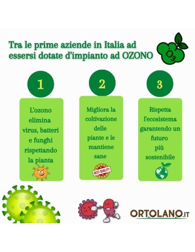 Aromi Bag già composta  Menta piperita -Menta...