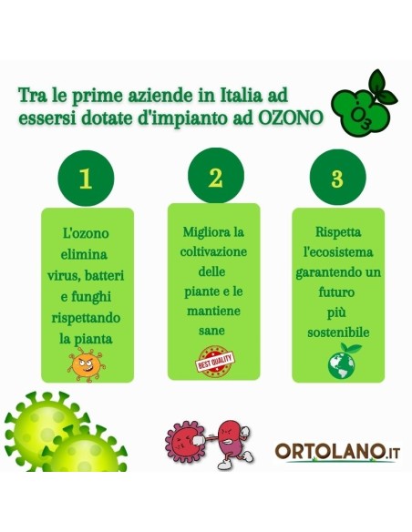 Aromi Bag già composta  Menta piperita -Menta glaciale -Menta spicata