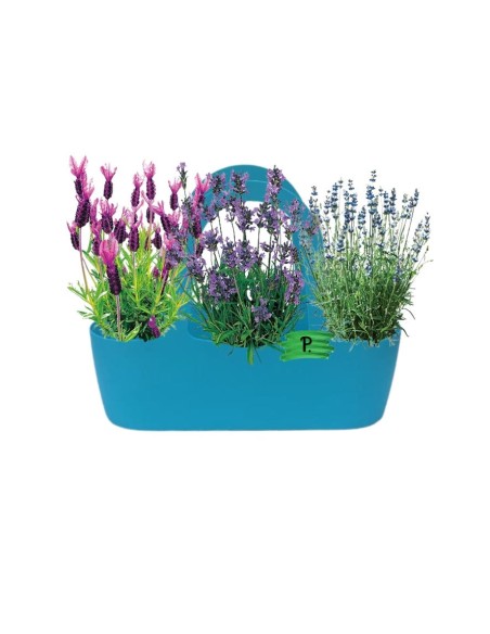 Aromi Bag già composta  Lavanda ,Lavanda nana ,Lavanda Stoechas