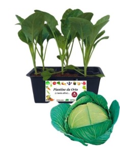 Cappuccio crauto pack da 6 piante