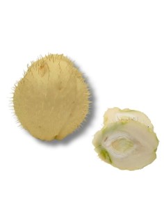Seme-Frutto di Zucca Spinosa CAYOTE (con spine)