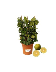 Pianta di Limone dolce (vaso rotondo)