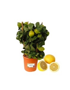 Pianta di Limone (vaso rotondo)