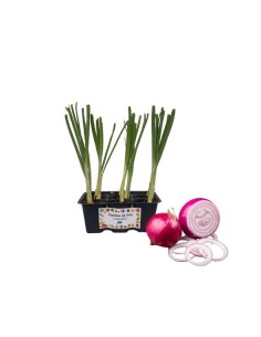 Cipolla Lunga di Tropea pack da 9 piante