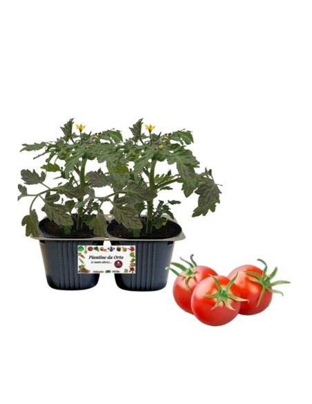 Pomodoro tondo Linea gold pack 2 Piante