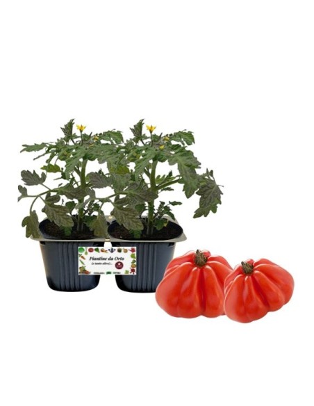 Pomodoro cuore di bue pack da 2 piante