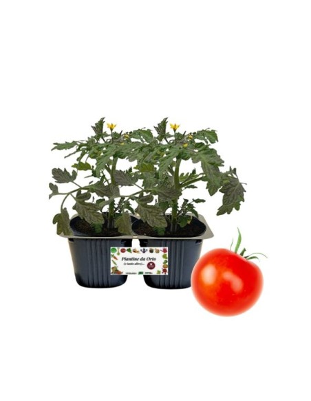 Pomodoro alambra pack da 2 piante