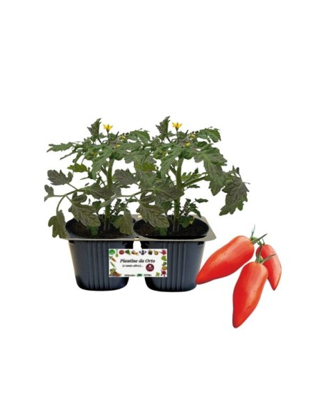 Pomodoro corno Linea gold pack da 2 piante