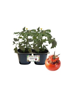 Pomodoro da ripieno pack da 2 piante