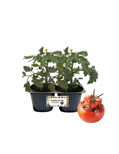 Pomodoro da ripieno pack da 2 piante