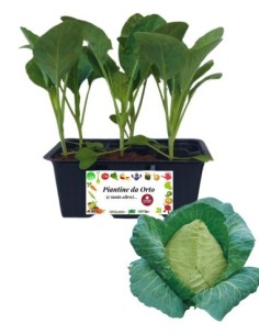 Cappuccio a punta pack da 6 piante