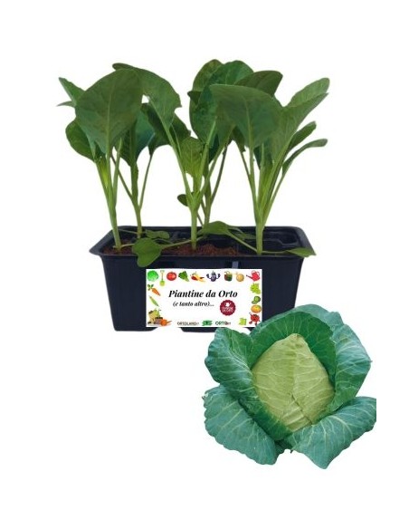 Cappuccio a punta pack da 6 piante