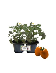 Pomodoro Datterino Arancione pack da 2 piante