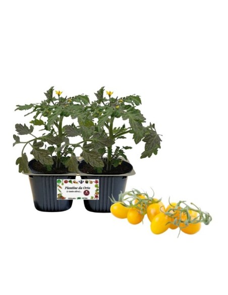 Pomodoro Datterino Giallo pack da 2 piante