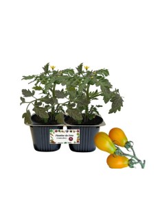 Pomodoro Datterino Mango pack da 2 piante