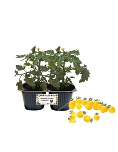 Pomodoro ciliegia giallo pack da 2 piante