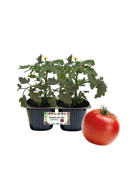 Pomodoro gigante Linea gold pack da 2 piante