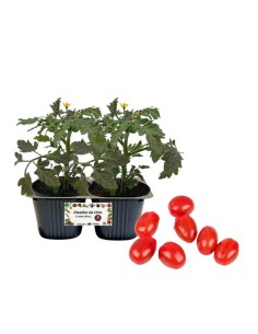 Pomodoro fragolino pack da 2 piante